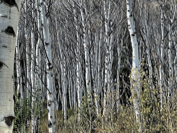 2 Aspen Grove  P1040572 3 4B