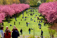 Flower Show 2024 almosts