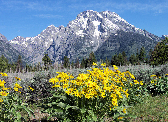 Tetons & wild flowers 2