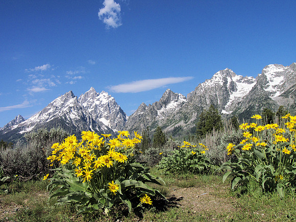 Tetons & wild flowers