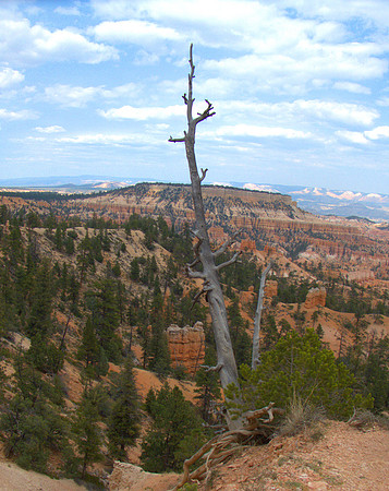 DT Dead Tree 3 P1060952 -1