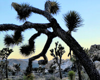 Joshua Tree NP 2023