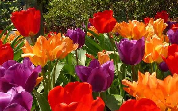 5 Rainbow tulips DSCF0058a (2)