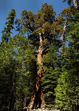 Grizzly Giant - Mariposa 337