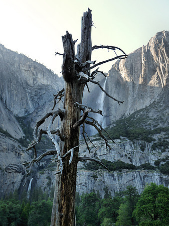Yosemite Dead Tree meadow 603