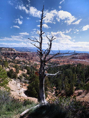 Bryce Cnyn Lone tree P1040866