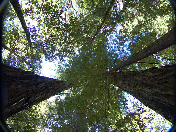 Redwoods 352