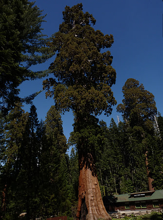 Sentinel Tree 545