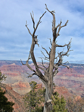 Grand Cnyn Dead Tree 3 P1050177 -1