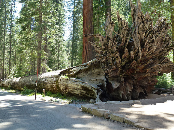 Fallen Sequoia Glacier Pt P1010305