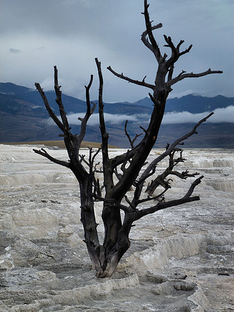 Yellowstone Dead Tree at Mammoth P1040269