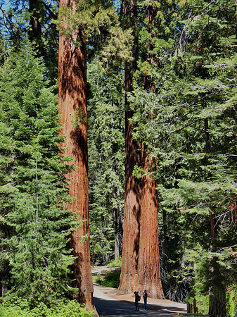 Mariposa Sequoias 2012 - 842C
