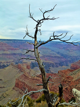 Grand Cnyn Dead Tree2 P1020399
