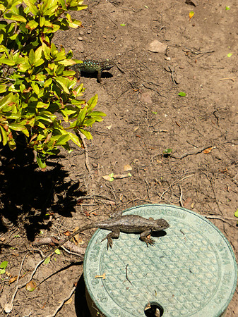 2016 Lizards P1040306