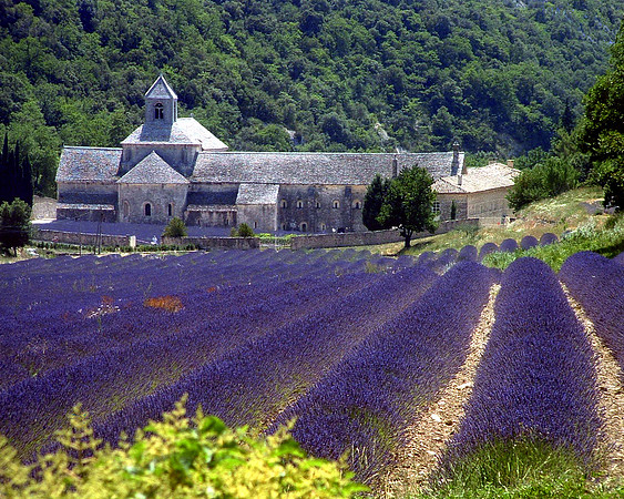 5 abbe_lavender001a resize4A