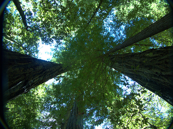 U Redwoods CA 358