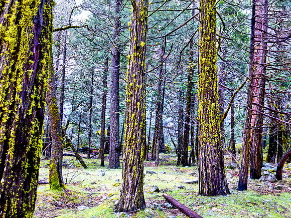 Mossy trees near Bridal Veil Fall Yosemite 2012 -  P1050601