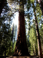 Sequoia & Kings Canyon NPs