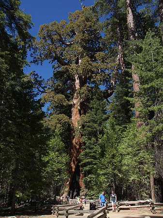Great Grizzly Tree - Mariposa  852