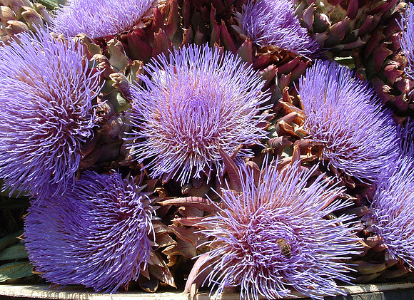 5 Artichoke flowers  DSCF0055B