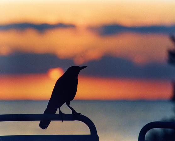 Sunset Raven Tampa001  B