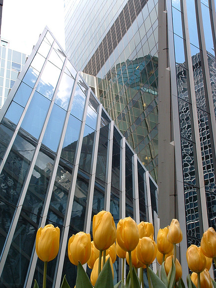5 42nd Street tulips DSCF0058a (1)