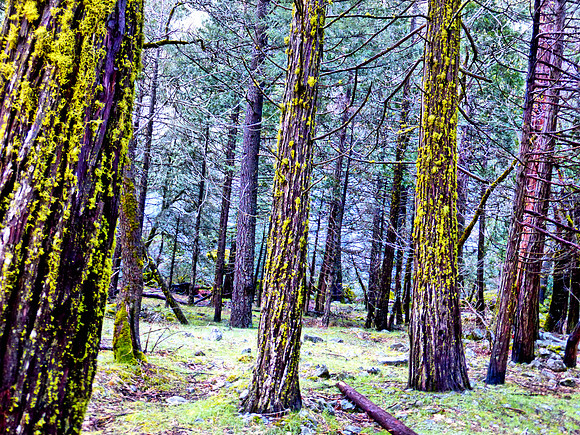 2 Mossy trees at Bridal Veil Fall, Yosemite P1050602