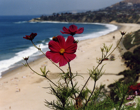 I So Cal  Beach 1991004